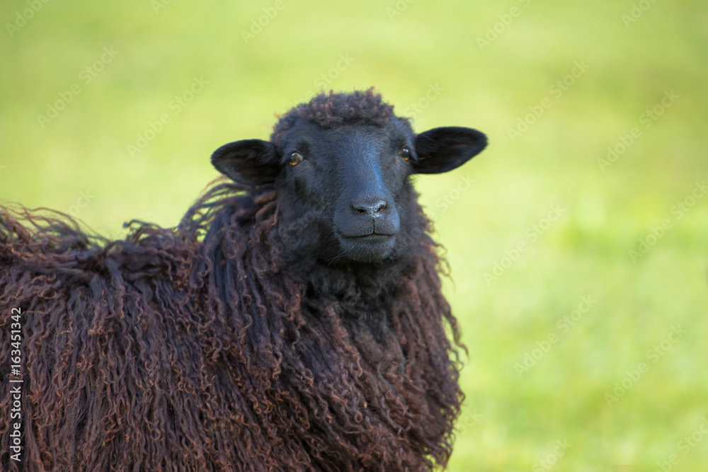 Obraz premium portrait of black sheep on green meadow on green grass background