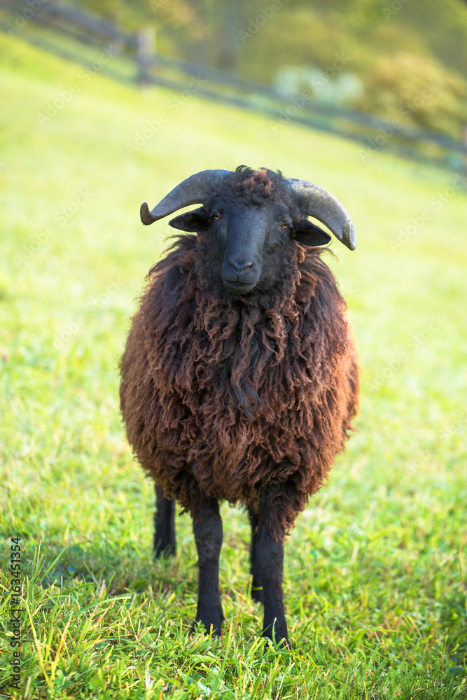 Fototapeta premium portrait of black sheep on green meadow on green grass background