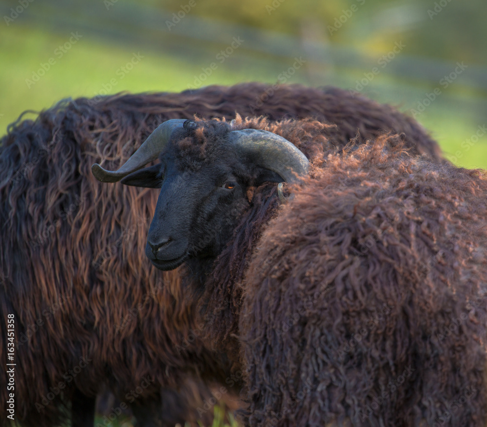 portrait of black sheeps on green meadow