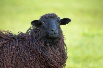Ingelijste posters Schaap Zwart schaap portret op grasveld  © ashva