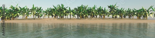Beach with palm trees  panorama of a tropical beach with palm trees    