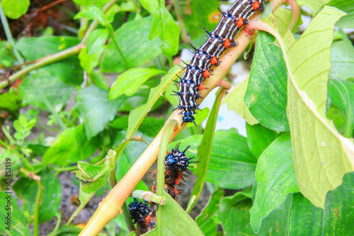 caterpillar worm black and white striped Walking on leaf  (Eupterote testacea, Hairy caterpillar) select focus with shallow depth of field. photo