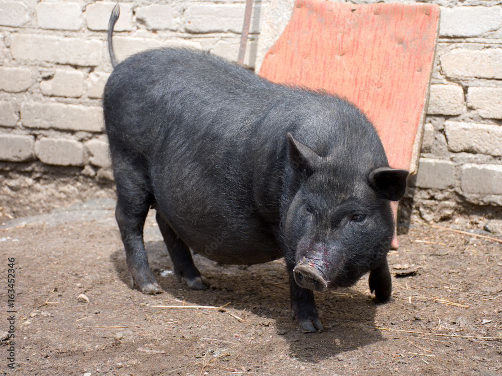 Vietnamese black pig on a walk on the farm Vietnamese black pig on a walk on the farm