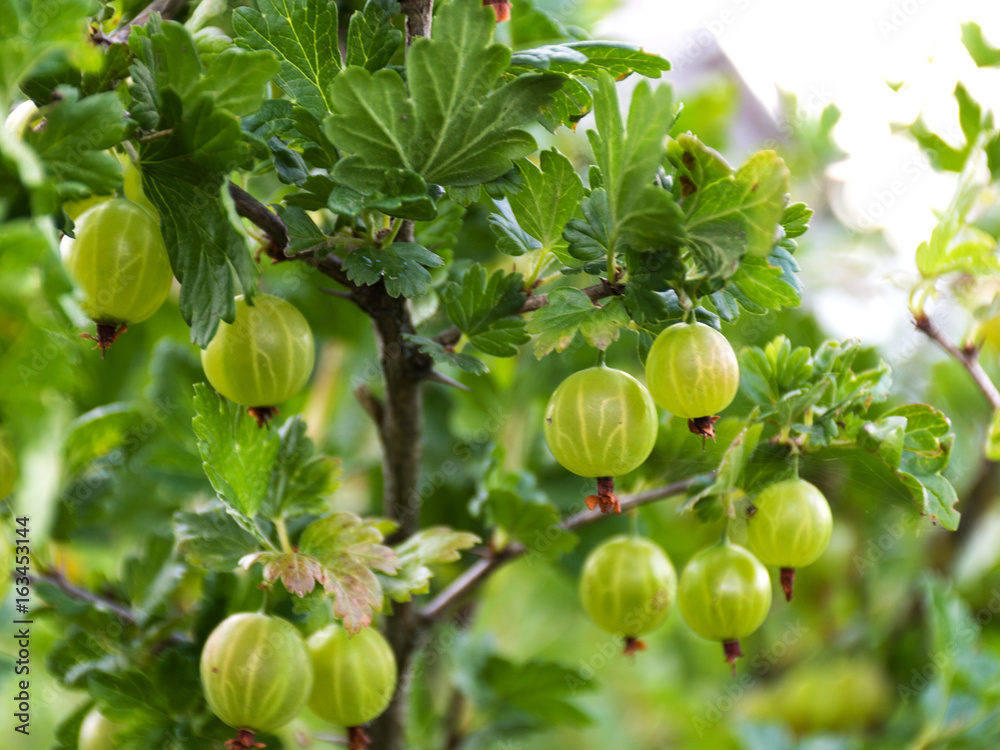 Green gooseberry on a branch in the garden Green gooseberry on a branch in the garden