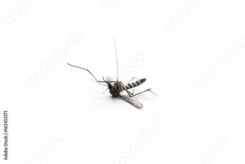 death mosquito on white background, macro