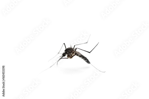 mosquito on white background, macro