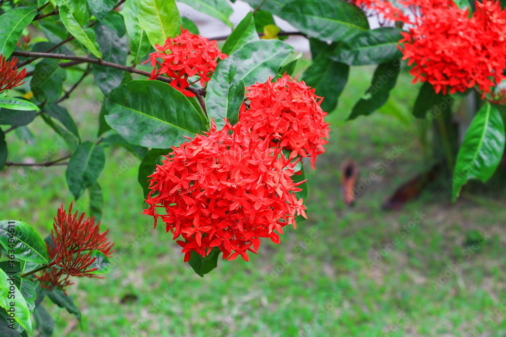 Ixora, spike flower red with  in nature ( Common Name Ixora coccinea, Rubiaceae)