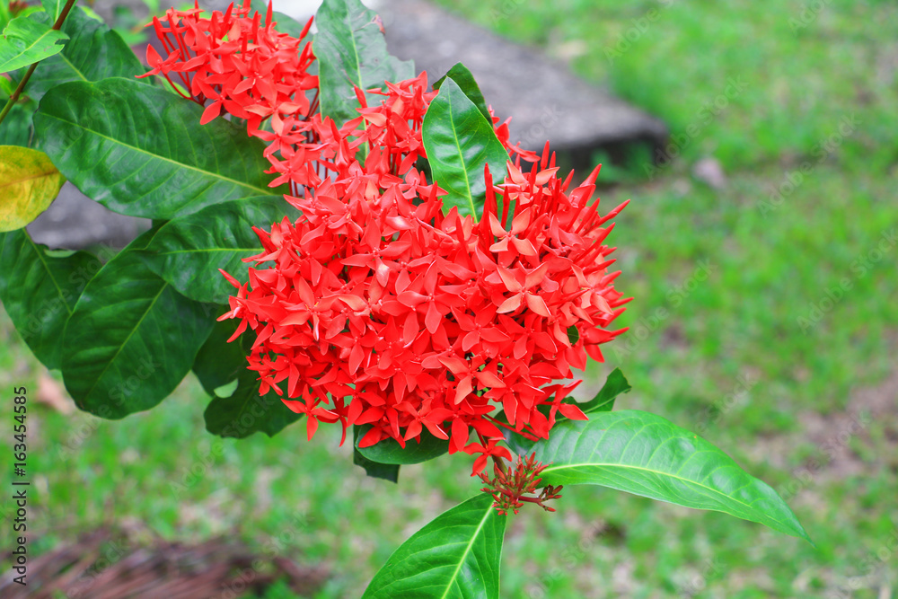 Ixora, spike flower red with  in nature ( Common Name Ixora coccinea, Rubiaceae)