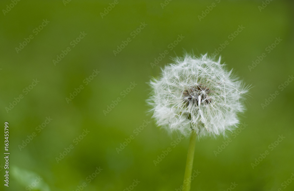 Beautiful spring flowers dandelion , on the natural background