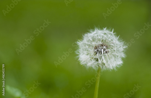 Beautiful spring flowers dandelion   on the natural background