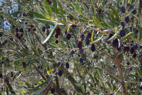 Drzewo oliwne