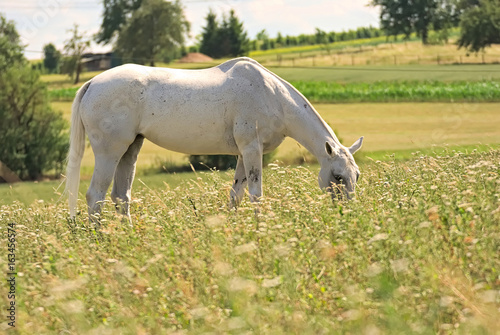 Horses feeding free on a field in summer
