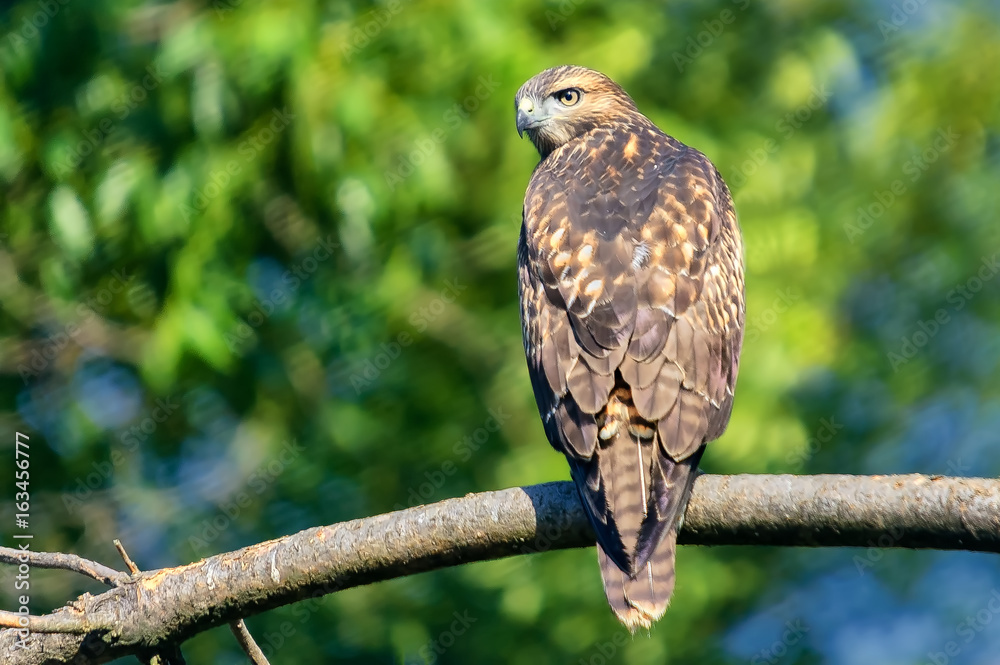 Hawk falcon perching, looking at camera; dedicated focus Hawk falcon perching, looking at camera; dedicated focus