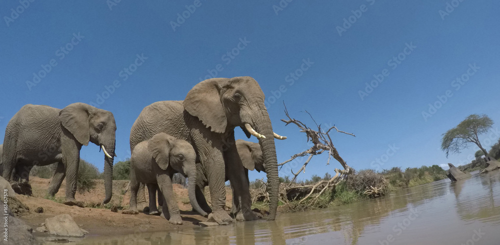 Fototapeta premium African Elephants drinking at river