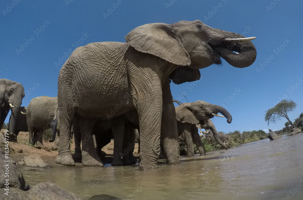Fototapeta premium African Elephants drinking at river