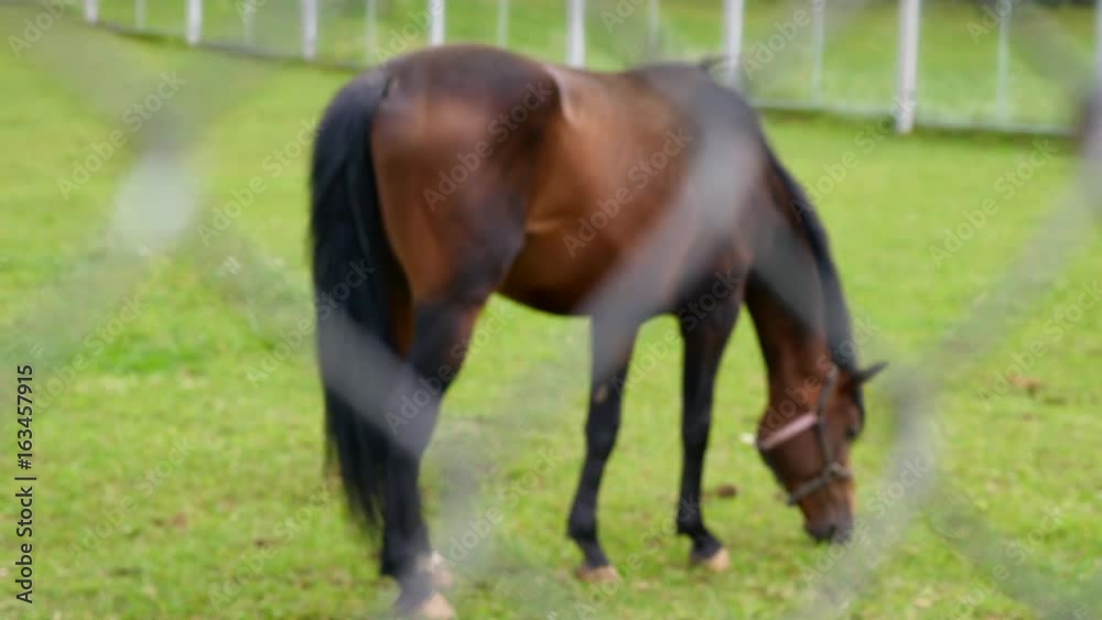 Horse behind the net. Horse graze in a meadow. Horse behind the net. Horse graze in a meadow.