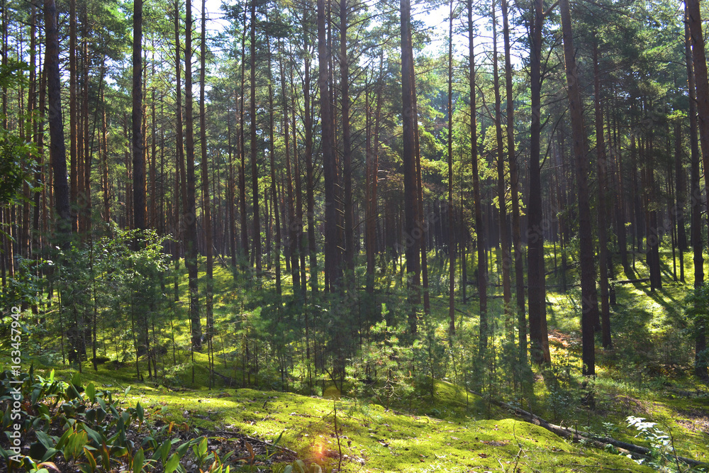 Obraz premium Pine forest