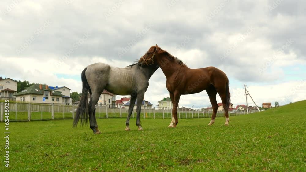 Horses eat grass and play with each other. Horses graze in a meadow. Horses eat grass and play with each other. Horses graze in a meadow.