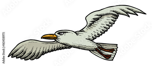 Cartoon image of seagull. An artistic freehand picture.