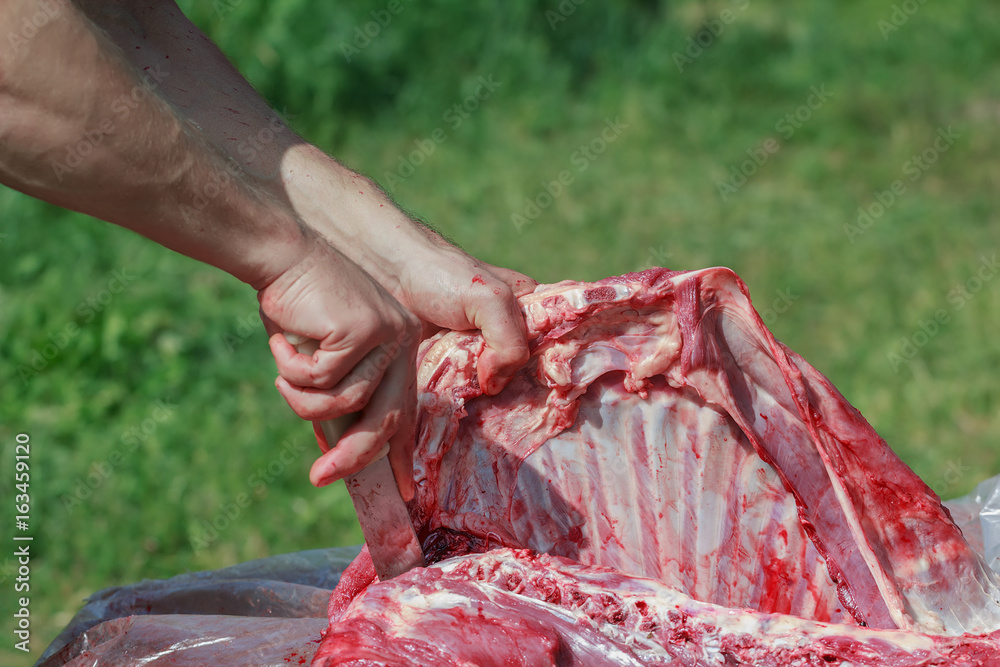 Domestic sheep butchered fresh meat cut