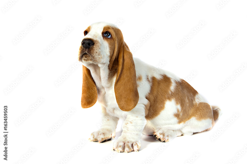 Basset hound puppy sitting on a white background