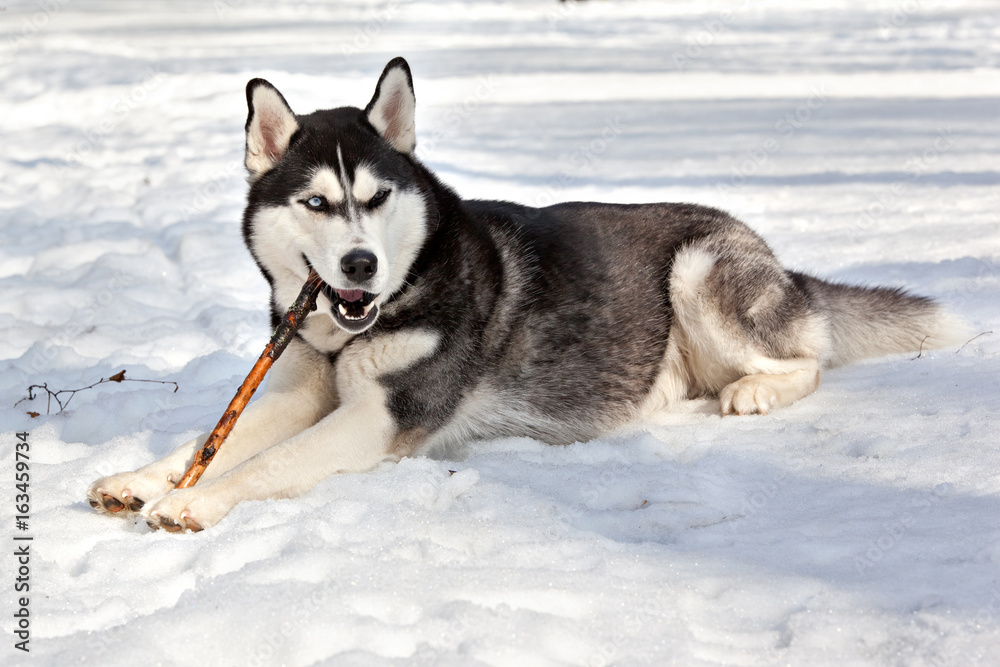Dog breed Siberian Husky lying in the snow and gnaws a stick