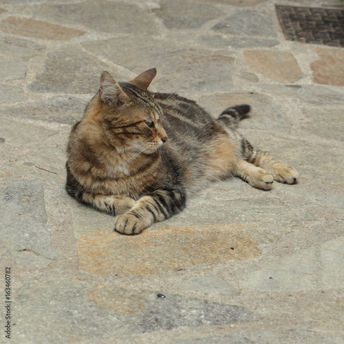 Cat relaxing outside