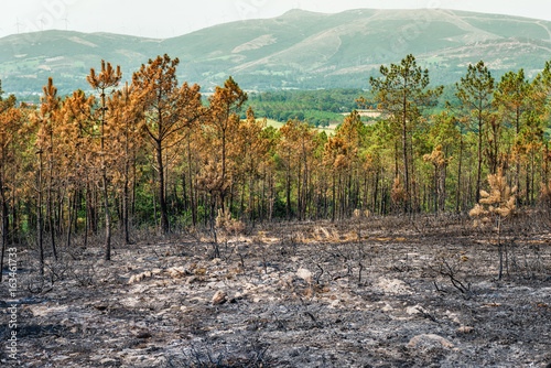 Bild auf Leinwand Landscape of a burned Forest