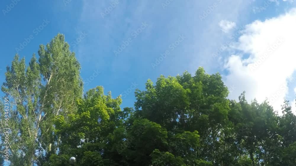 windy summer day in park timelapse