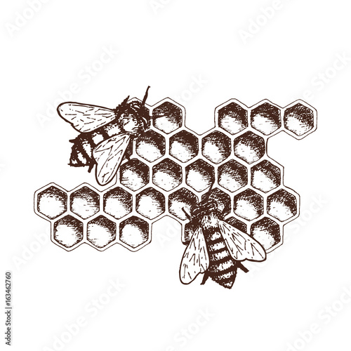 Hand drawn ink sketch illustration of honey combs, organic nature product. Vector