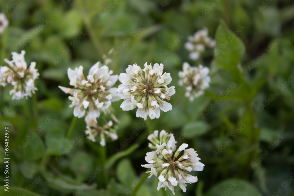 White beautiful flowers of clover in the field. Grass background. White beautiful flowers of clover in the field. Grass background.