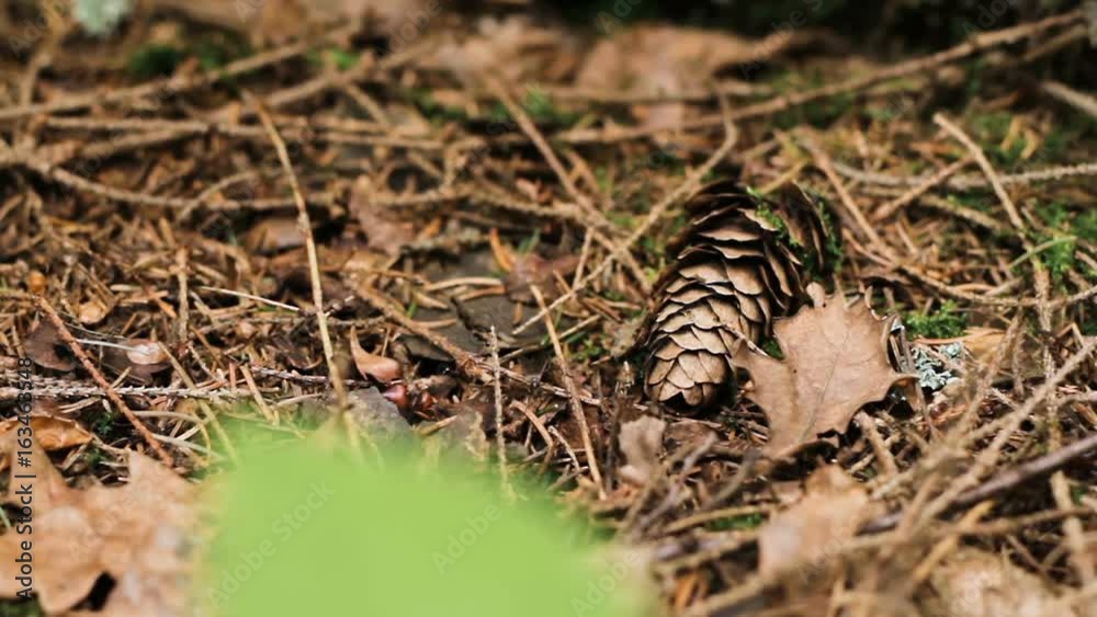 Panning macro shot of big pine cone, dry leaves and twigs on the ground. Shallow depth of field Panning macro shot of big pine cone, dry leaves and twigs on the ground. Shallow depth of field