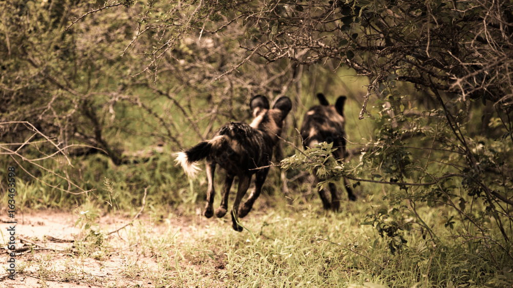 Running Wild Dogs Running Wild Dogs
