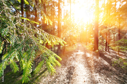 Sun breaking through pine trees. elective focus on the foreground