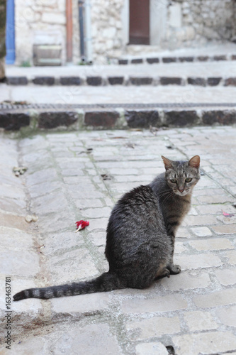 Grey cat outside