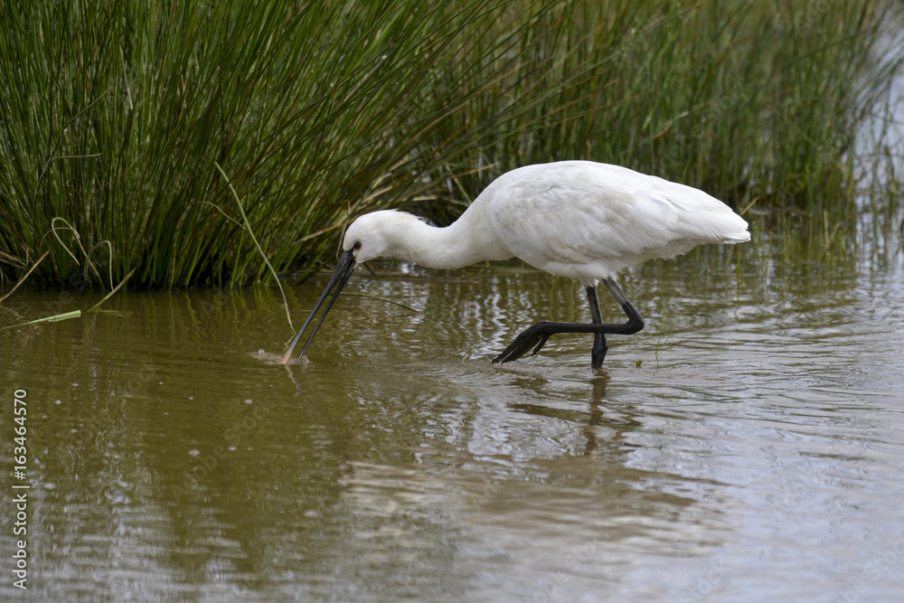 Spatule blanche, Platalea leucorodia, Eurasian Spoonbill Spatule blanche, Platalea leucorodia, Eurasian Spoonbill