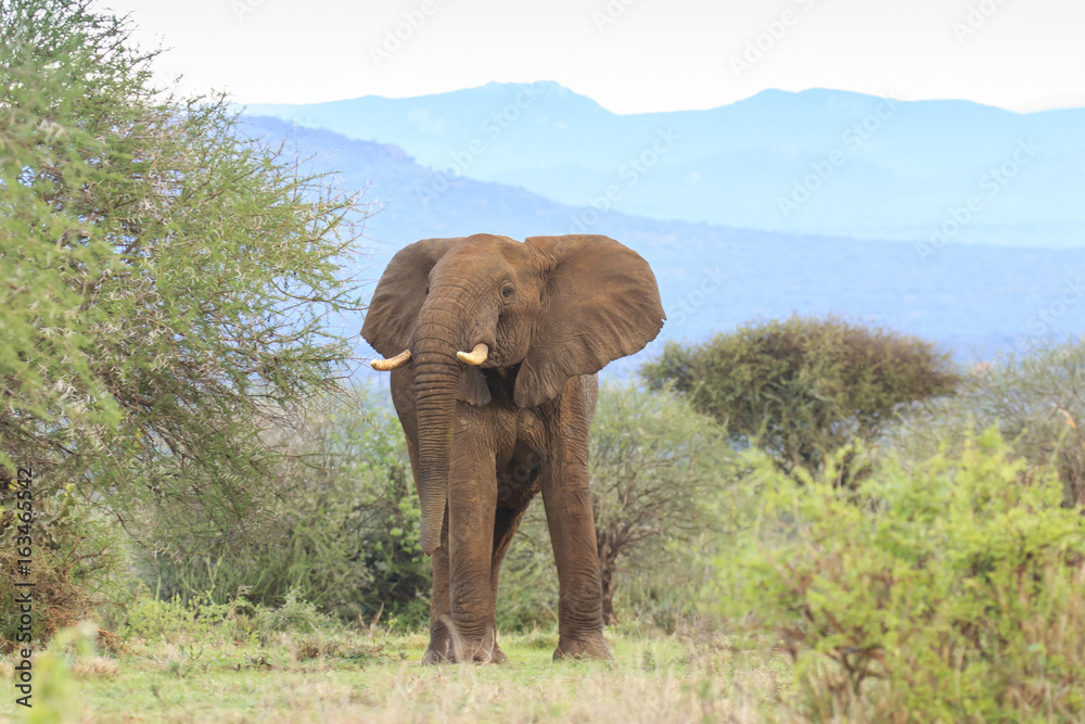 Obraz premium African Elephant bull