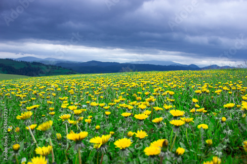 A camomile field in the mountains of the Carpathians. Ukraine. Europe