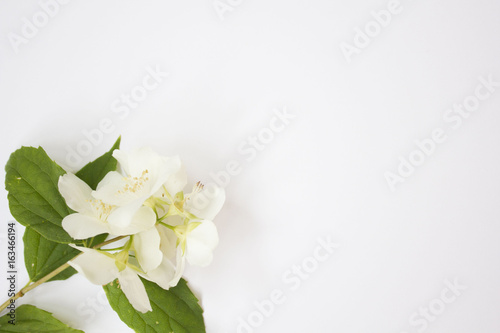 cherry twig in bloom isolated