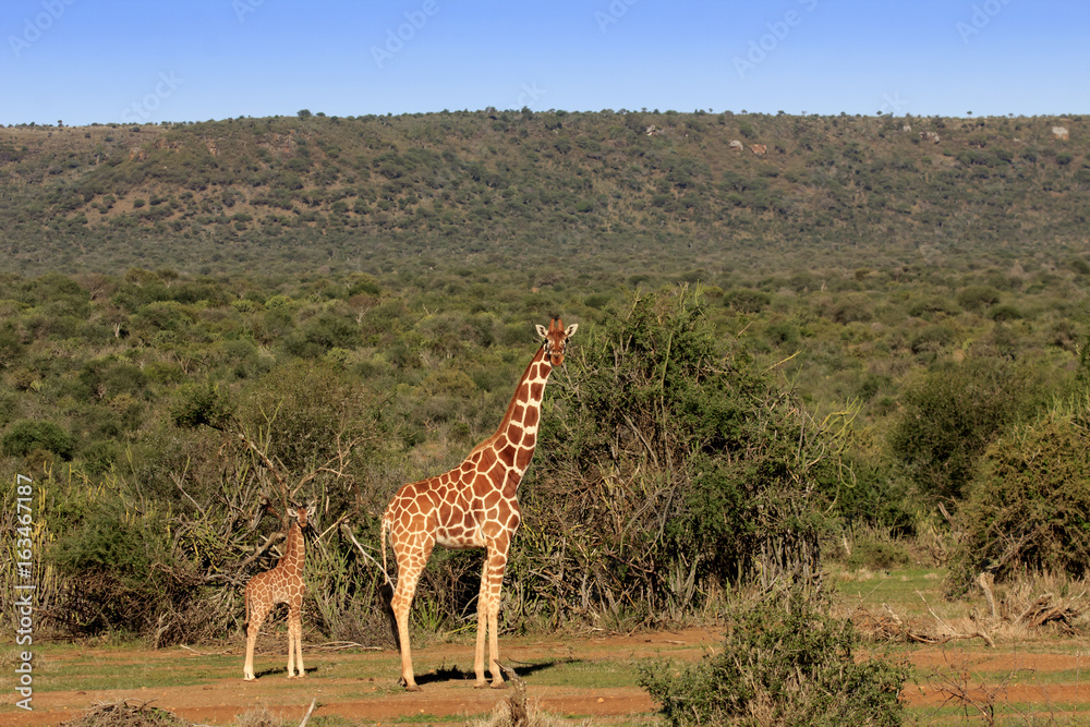 Obraz premium Giraffe mother and baby