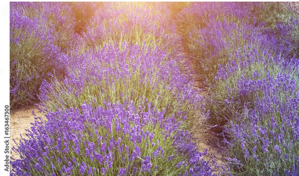 Obraz premium Fields of lavender
