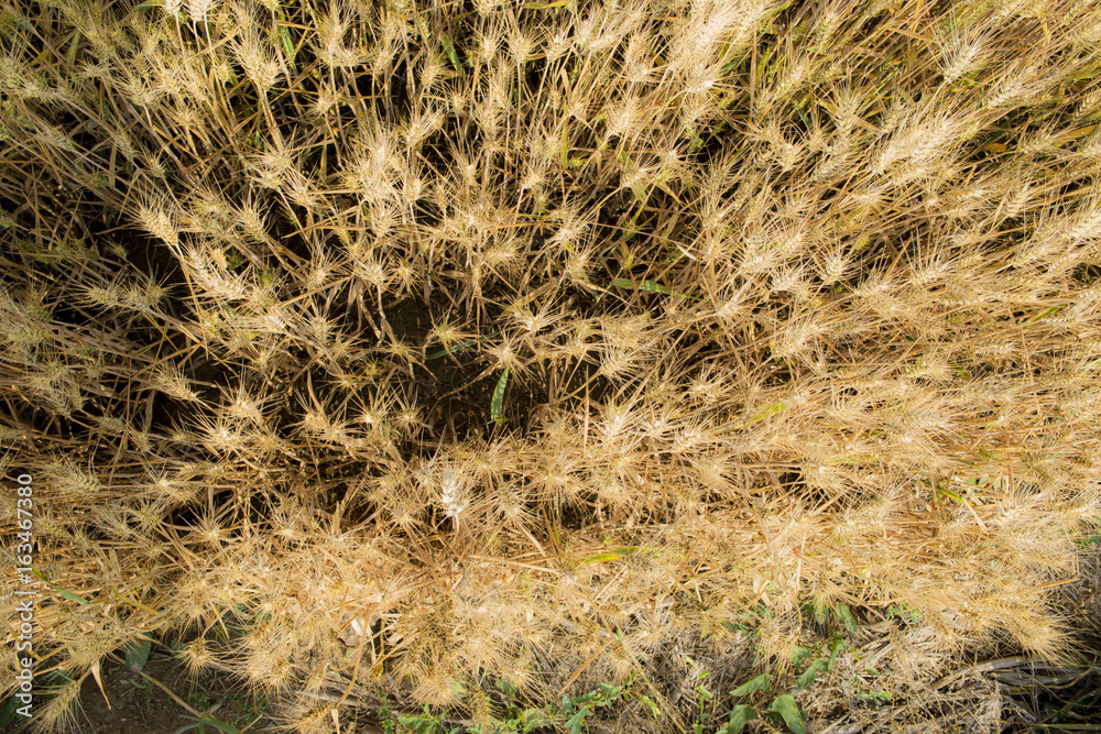 Wheat field Wheat field