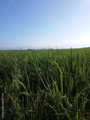 A view of rice field with mountain