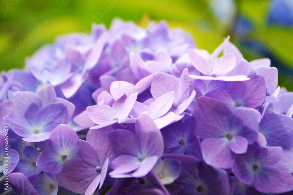 Purple Flowers