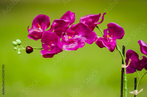 Fototapeta Naklejka Na Ścianę i Meble -  Purple Flowers