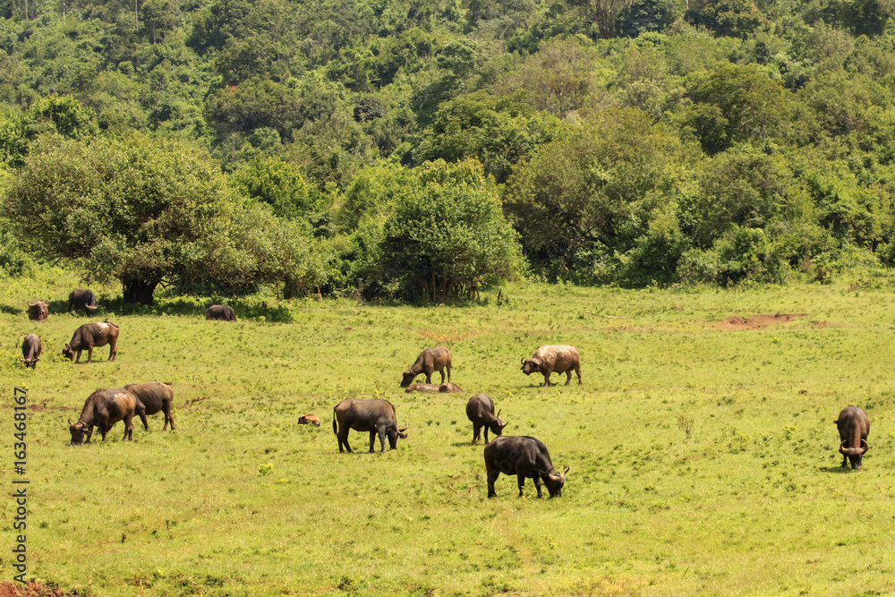 African Cape Buffalo
