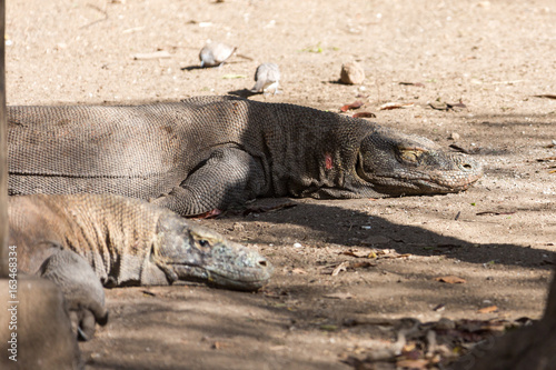 Komodowaran (Varanus komodoensis)