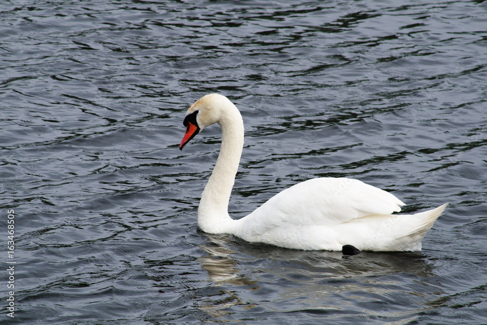 Solitary swan floats on the lake Solitary swan floats on the lake