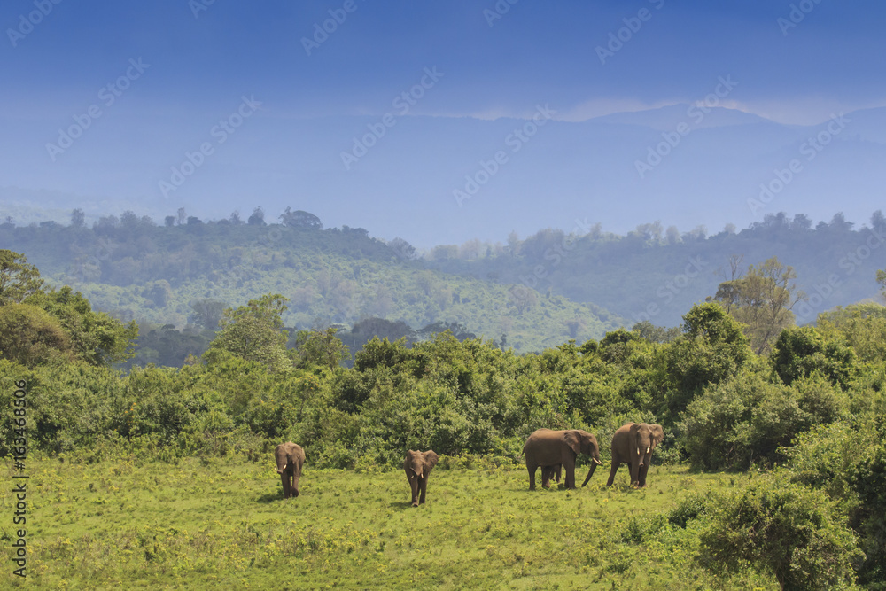 Obraz premium African Elephant