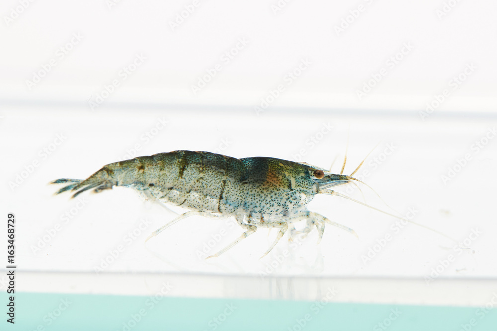live shrimp